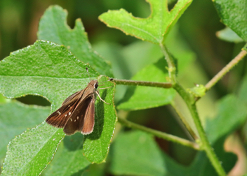 Eufala Skipper